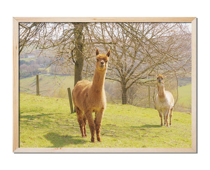 Alpacas