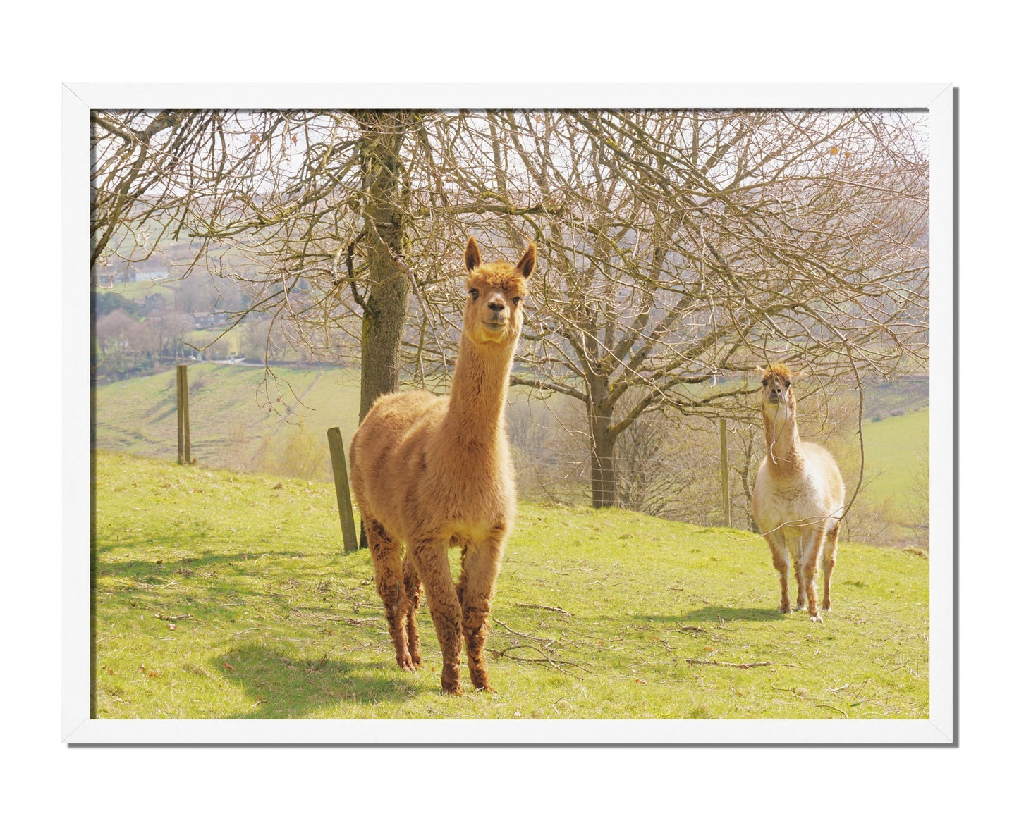 Alpacas