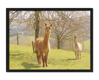 Alpacas