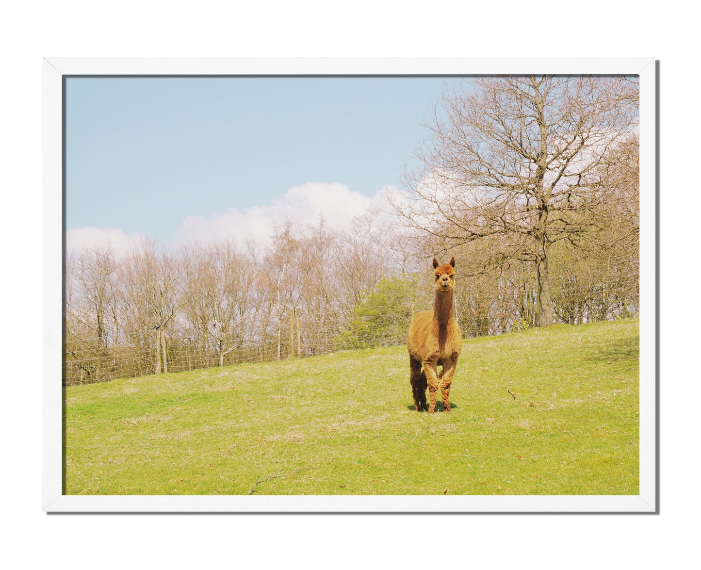 Curious Alpaca