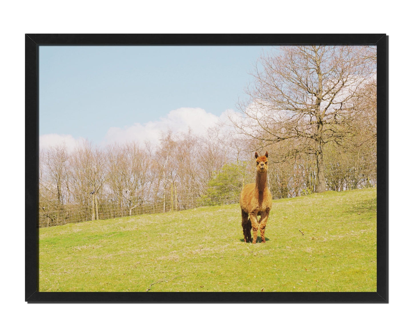 Curious Alpaca