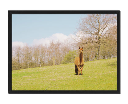 Curious Alpaca