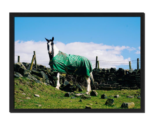 Handsome Horse - House.warmings