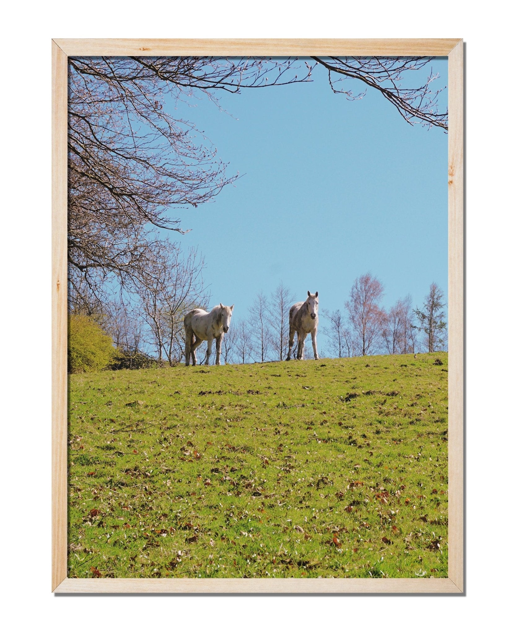 Horse Friends - House.warmings