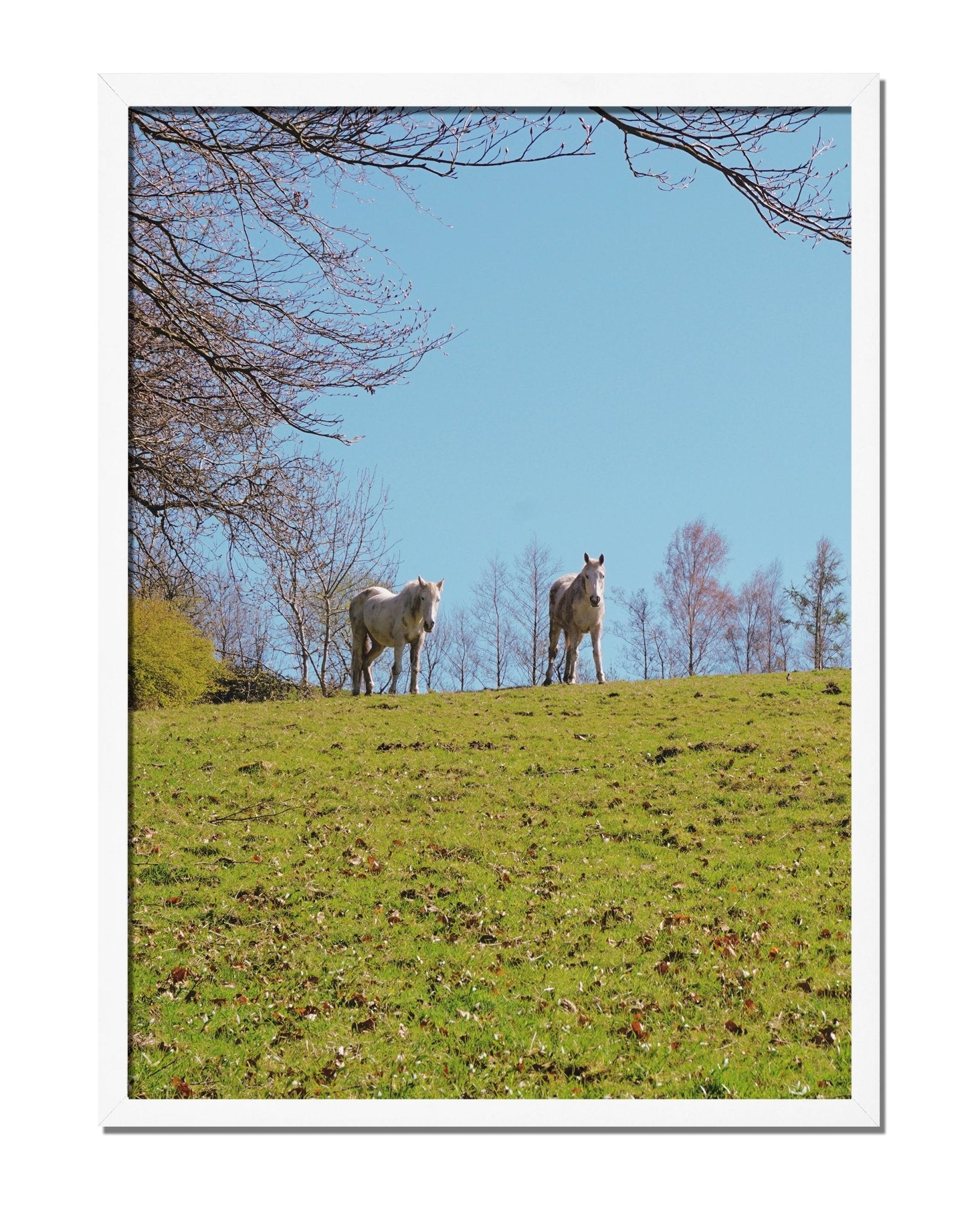 Horse Friends - House.warmings