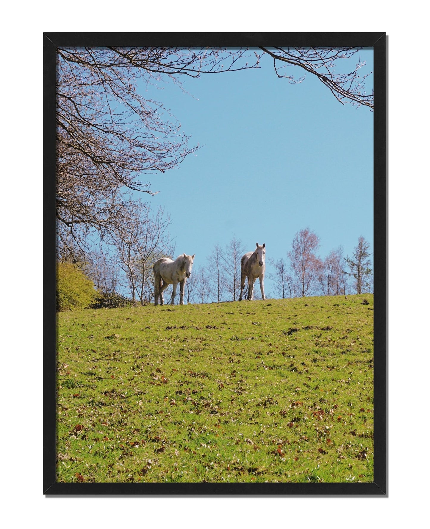 Horse Friends - House.warmings