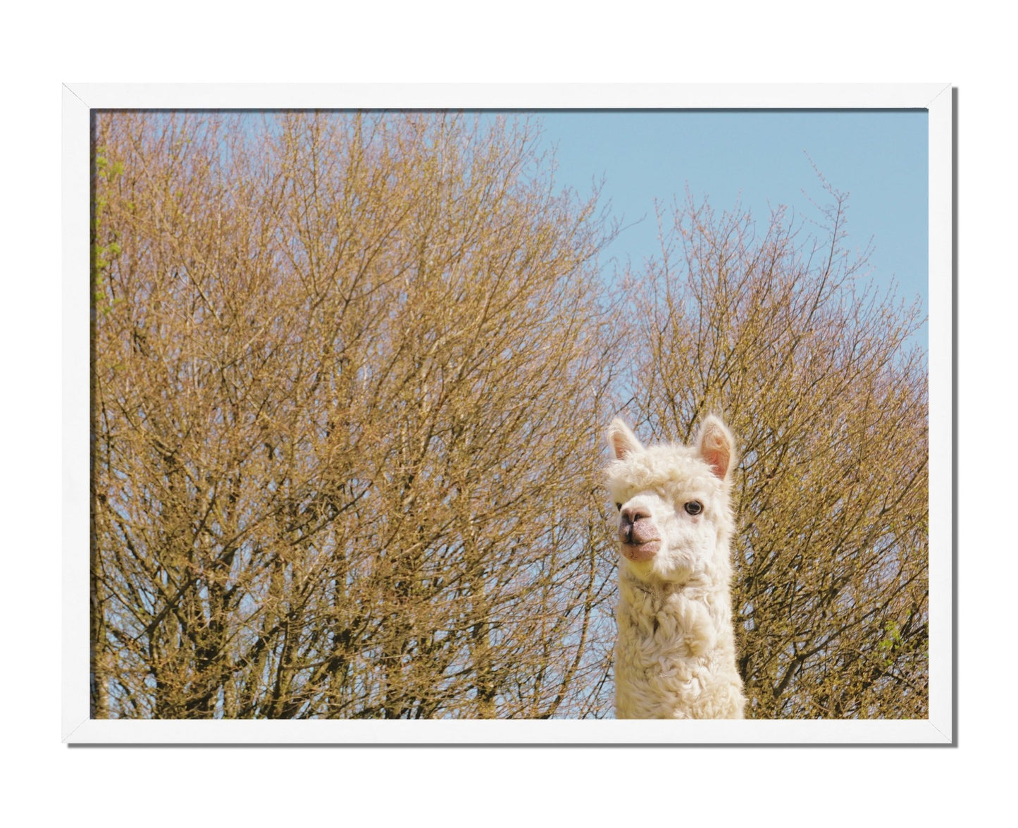 Nosy Alpaca