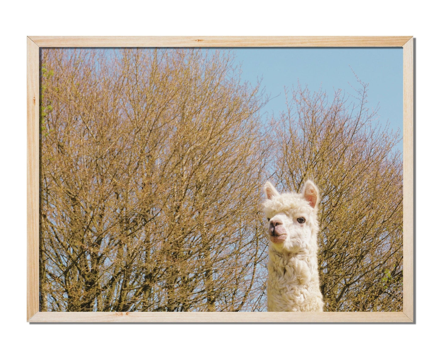 Nosy Alpaca