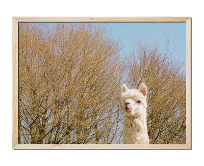 Nosy Alpaca