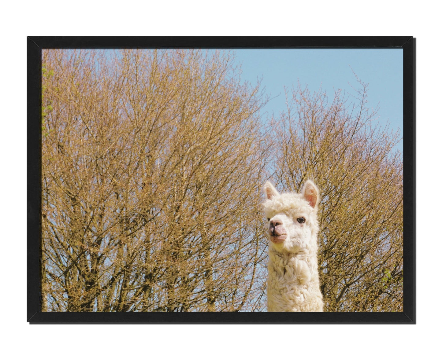 Nosy Alpaca